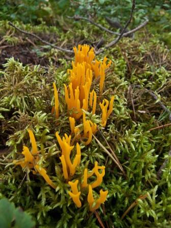    Calocera viscosa